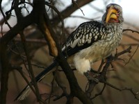 Southern Yellow-billed Hornbill (Tockus leucomelas)