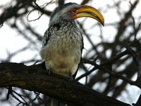 Southern Yellow-billed Hornbill (Tockus leucomelas)
