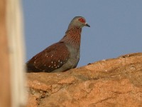 Speckled Pigeon (Columba guinea)