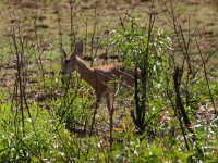 Steenbok (Raphicerus campestris)