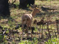 Steenbok (Raphicerus campestris)