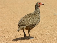Swainson's Spurfowl (Pternistis swainsonii)