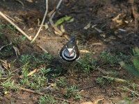 Three-banded Plover (Charadrius tricollaris)