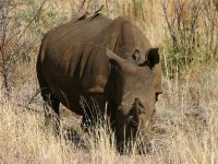 Southern White Rhinoceros (Ceratotherium simum simum)