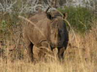 Southern White Rhinoceros (Ceratotherium simum simum)