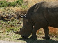 Southern White Rhinoceros (Ceratotherium simum simum)