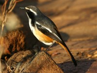 White-throated Robin-Chat (Cossypha humeralis)