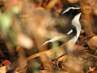 White-throated Robin-Chat (Cossypha humeralis)