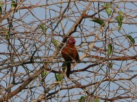Violet-eared Waxbill (Uraeginthus granatinus)
