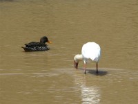 Yellow-billed Duck (Anas undulata) African Spoonbill (Platalea alba)