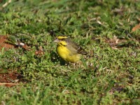 Yellow-fronted Canary (Crithagra mozambica)