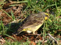 Yellow-fronted Canary (Crithagra mozambica)