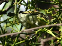 Yellow-fronted Tinkerbird (Pogoniulus chrysoconus)
