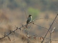 Yellow-throated Petronia (Gymnoris superciliaris)