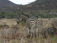 Burchell's Zebra (Equus quagga burchellii)
