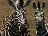 Burchell's Zebra (Equus quagga burchellii)
