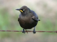 Pied Starling (Lamprotornis bicolor)