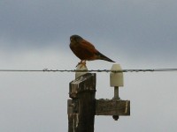 Rock Kestrel (Falco rupicolus)