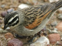 Cape Bunting (Emberiza capensis)