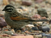 Cape Bunting (Emberiza capensis)