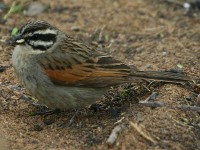 Cape Bunting (Emberiza capensis)