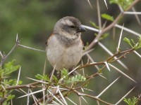 Cape Sparrow (Passer melanurus)