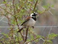 Cape Sparrow (Passer melanurus)