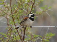 Cape Sparrow (Passer melanurus)