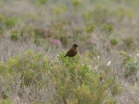 Ant-eating Chat (Myrmecocichla formicivora)