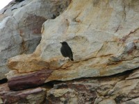Mountain Wheatear (Myrmecocichla monticola)