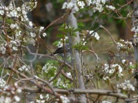 Mountain Wheatear (Myrmecocichla monticola)