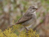 White-throated Canary (Crithagra albogularis)