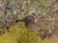 White-throated Canary (Crithagra albogularis)