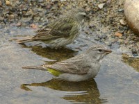 White-throated Canary (Crithagra albogularis)
