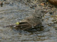 White-throated Canary (Crithagra albogularis)