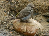White-throated Canary (Crithagra albogularis)