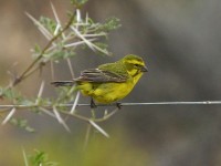 Yellow Canary (Crithagra flaviventris)