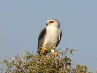 Black-winged Kite (Elanus caeruleus)