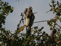 White-backed Mousebird (Colius colius)