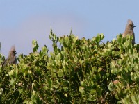 White-backed Mousebird (Colius colius)