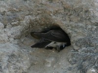 Banded Martin (Riparia cincta)