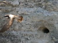 Banded Martin (Riparia cincta)