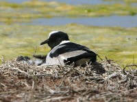 Blacksmith Lapwing (Vanellus armatus)