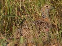 Grey-winged Francolin (Scleroptila afra)