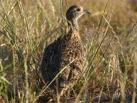 Grey-winged Francolin (Scleroptila afra)