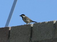Grey Tit (Melaniparus afer)