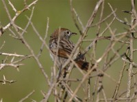 Grey-backed Cisticola (Cisticola subruficapilla)