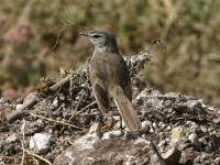 Karoo Scrub Robin (Cercotrichas coryphoeus)