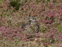 Spotted Thick-knee (Burhinus capensis)