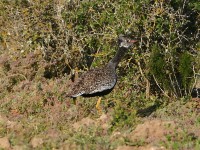 Southern Black Korhaan (Afrotis afra)